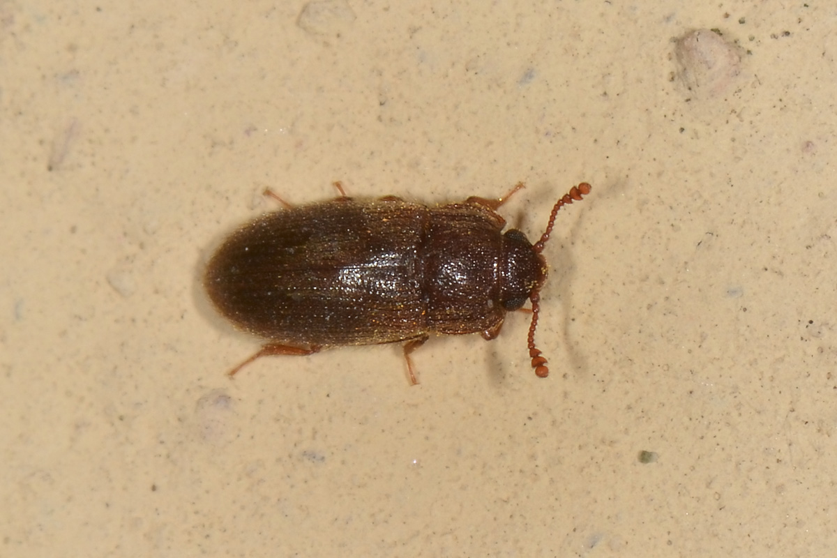 Biphyllidae: Diplocoelus sp?  S, Diplocoelus fagi